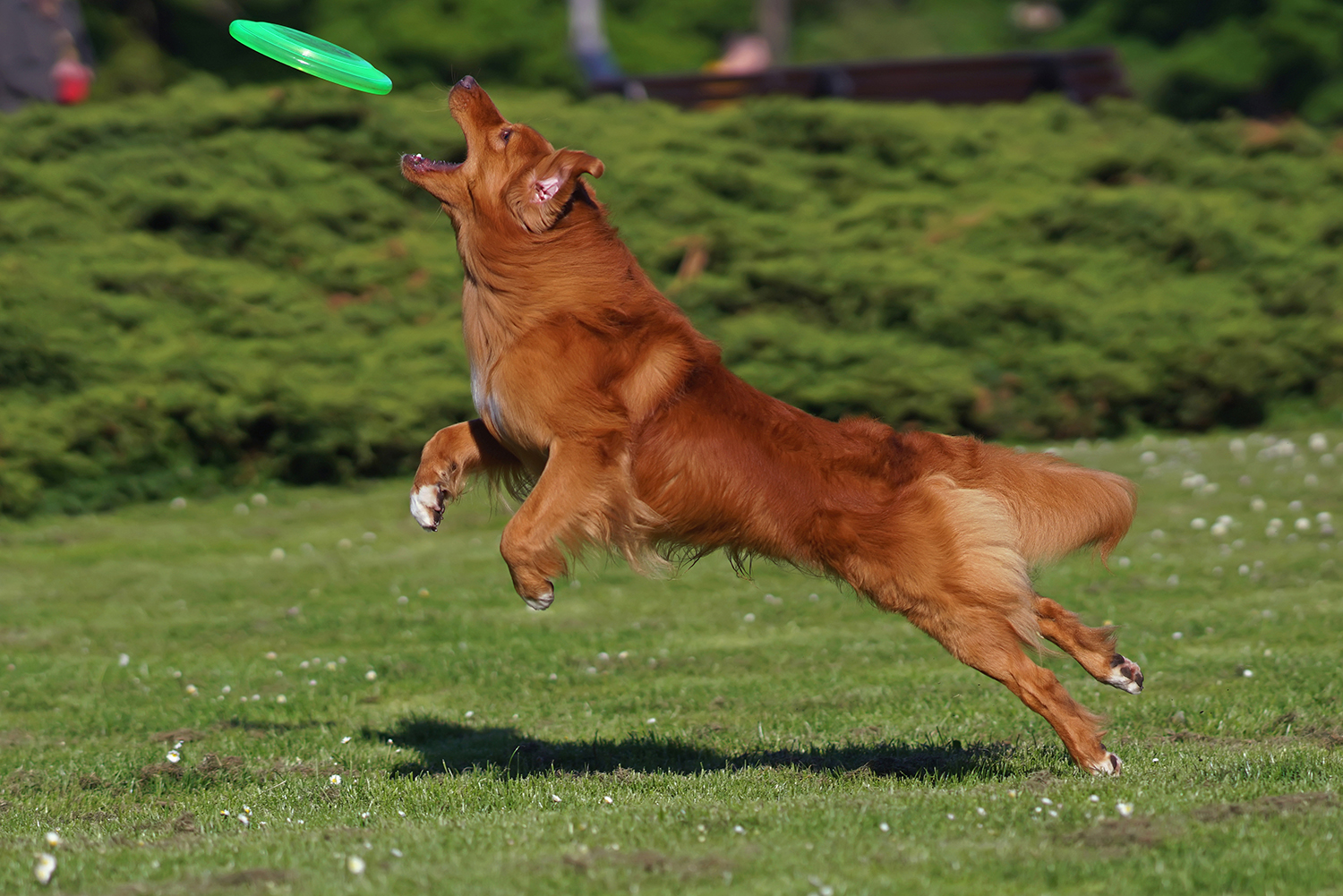 red dog leaps to catch frisbee green frisbee