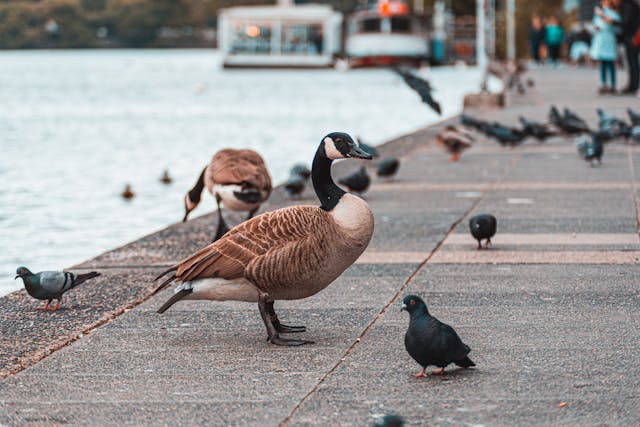 canada geese and pigeons in park
