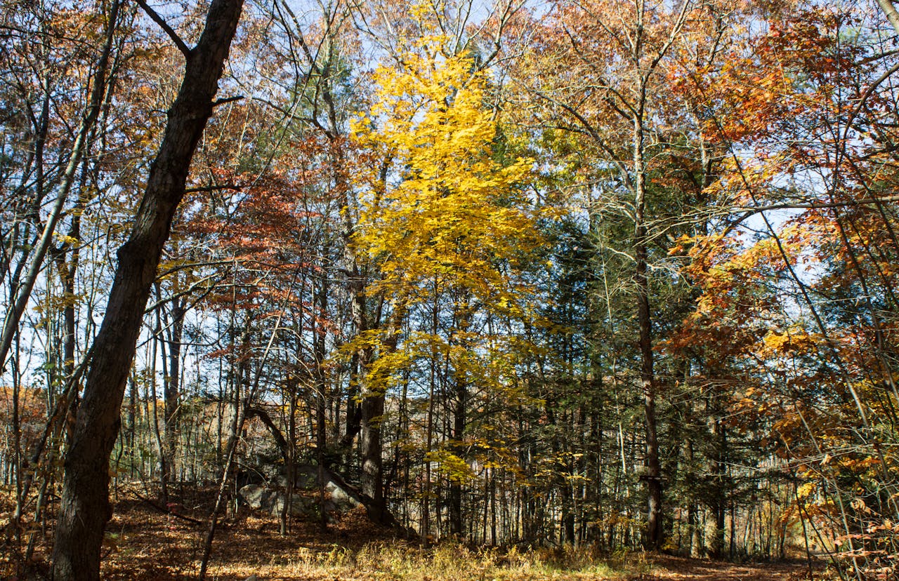 forest in fall colors