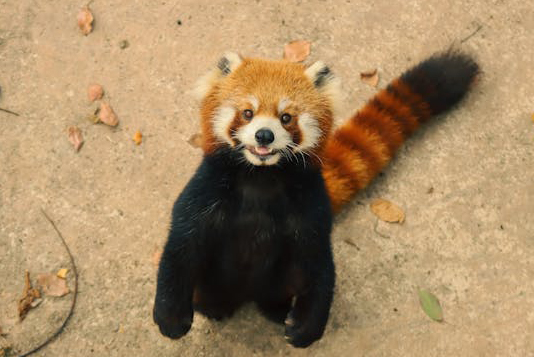 standing red panda